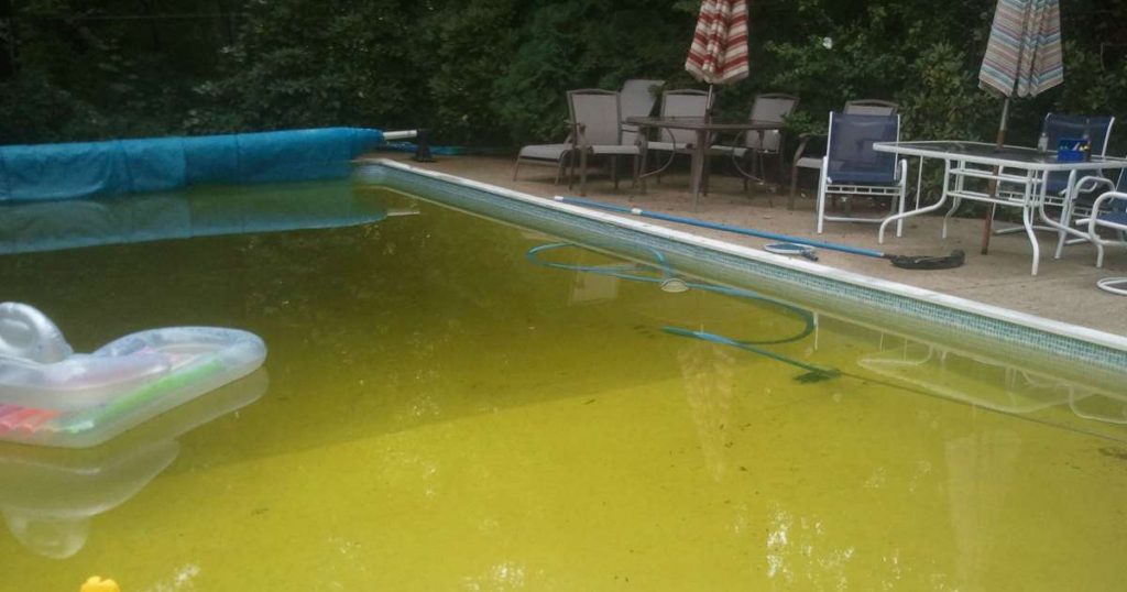 How to Remove Mustard Algae in Your Pool